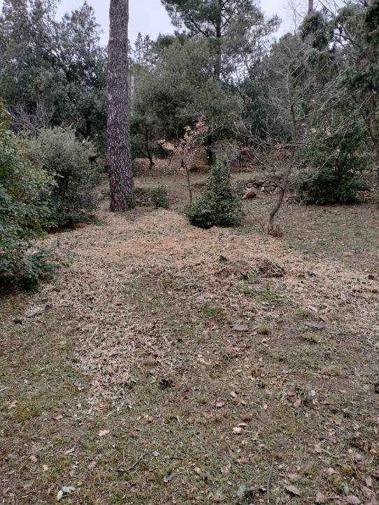 WINTERSTEIN_nettoyage-debroussaillage (3)